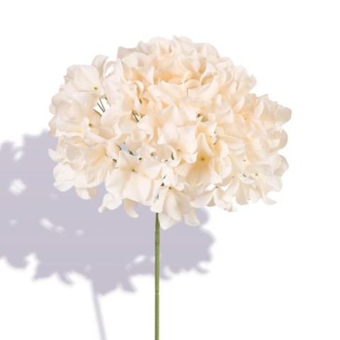 ORTENSIA SINGOLA CM.76   CHAMPAGNE